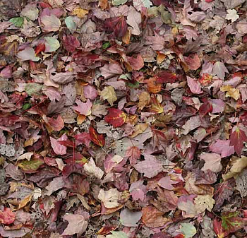 000532 red leaves