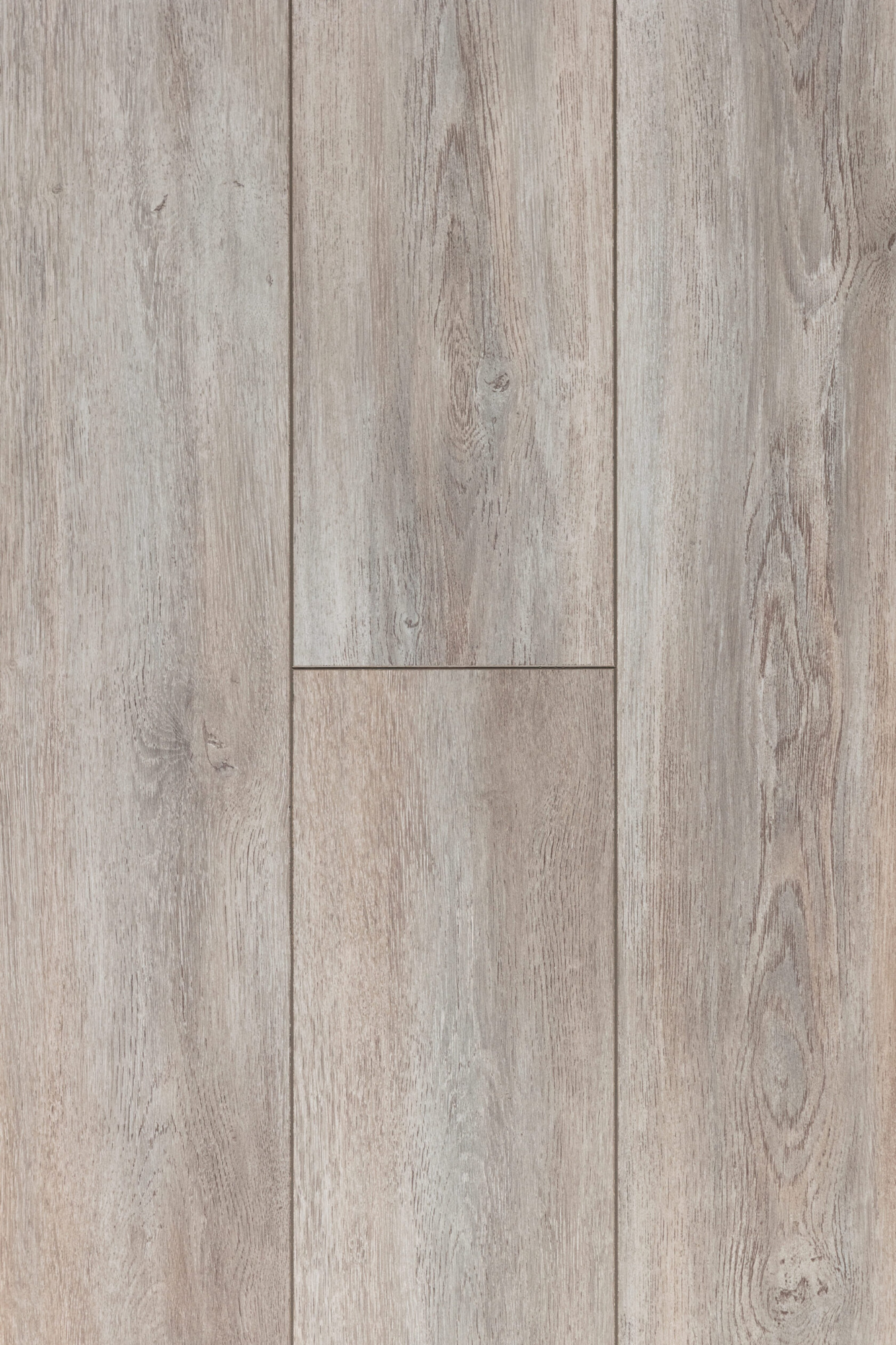 ДУБ БРИТСКИЙ