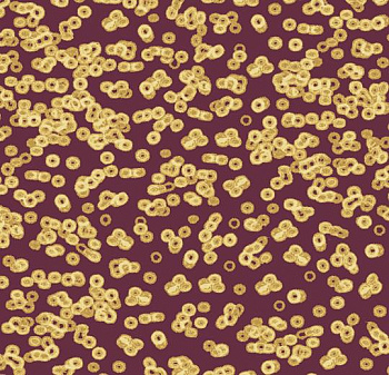 990501 Bacteria